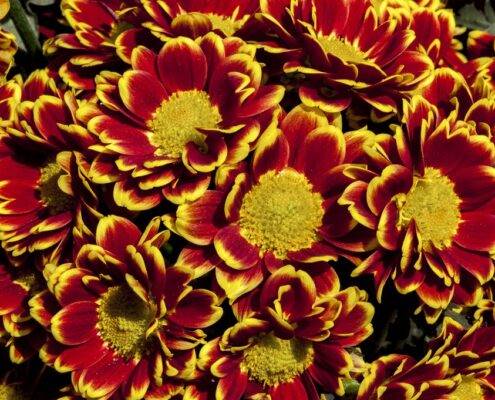 cromaticbarcelona-flors-Explosió