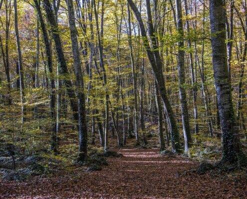 cromaticbarcelona-muntanya-Fageda